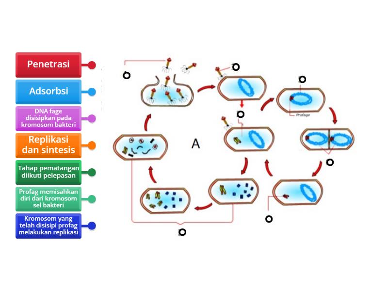 Siklus Litik Dan Lisogenik Labelled Diagram 0254