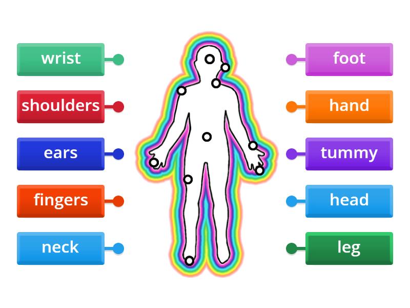 Parts Of The Body - Labelled Diagram