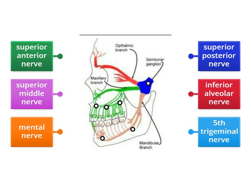 nerves of the teeth - Labelled diagram