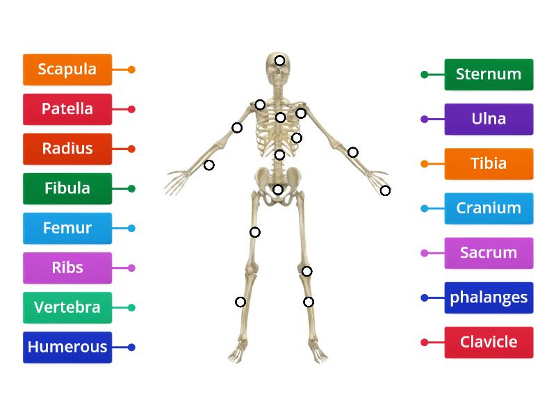 Body of Bones (Partial Skeletal System Labels) - Labelled diagram