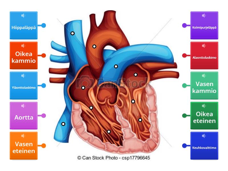 Syd men Rakenne KOE 9lk EK Labelled Diagram