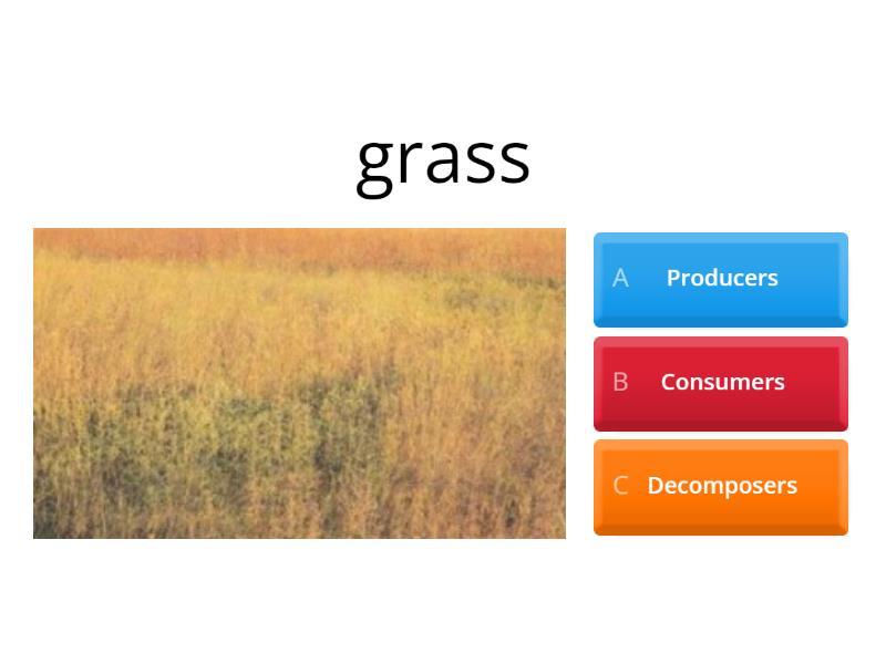 Producers, Consumers and Decomposers - Quiz