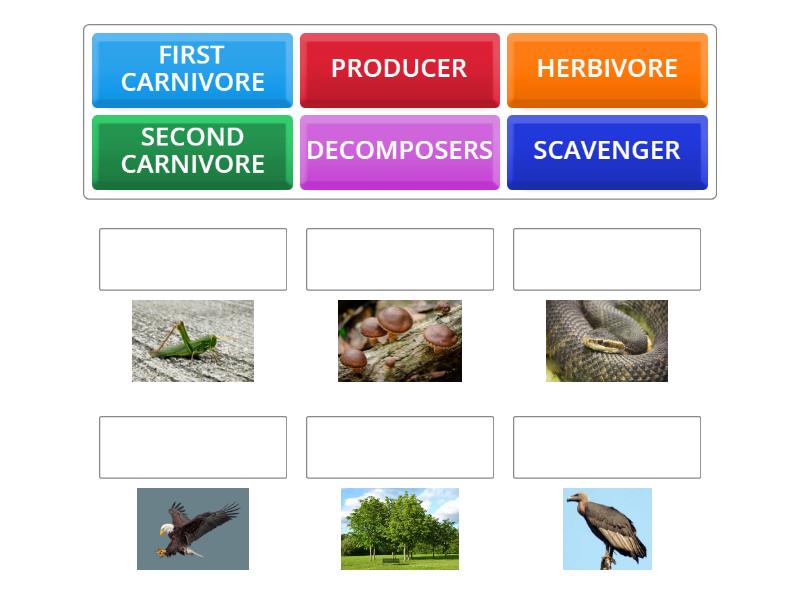 FOOD CHAINS - Match up