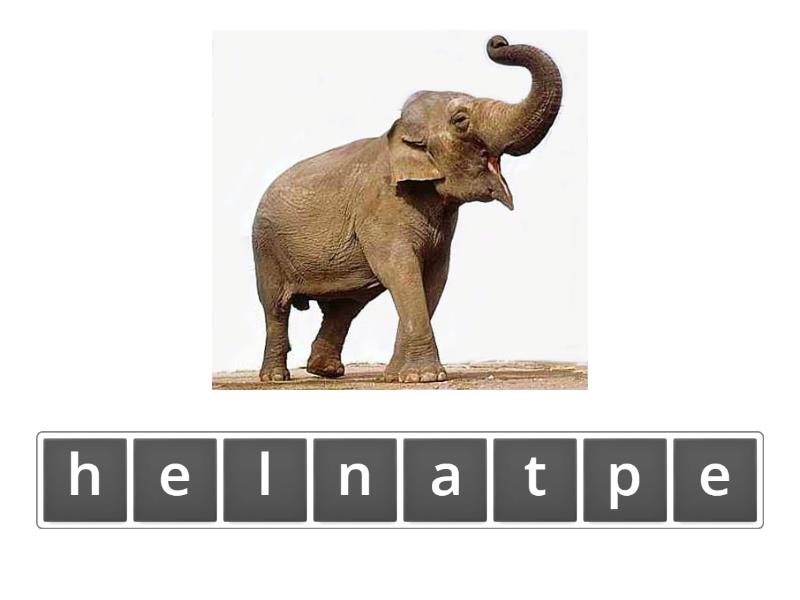 Wild animals - Anagram