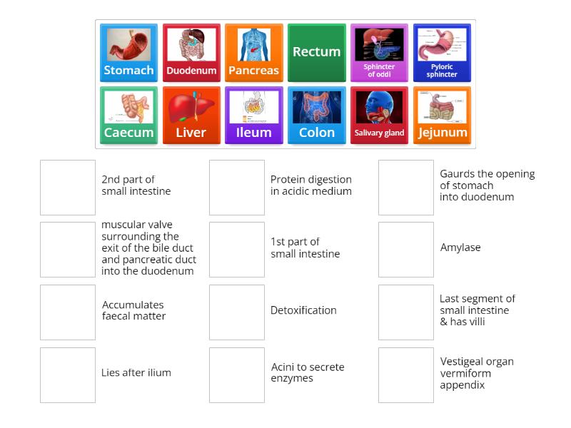 Human Digestive system - Match up