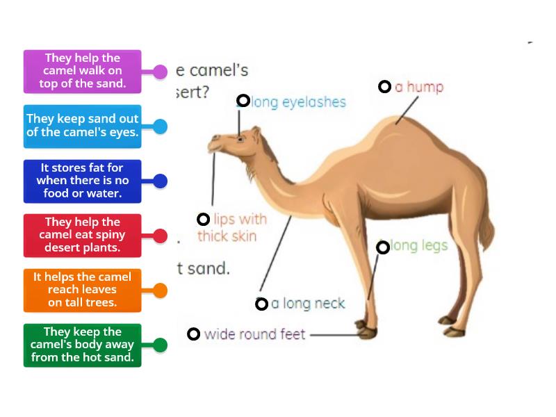 Camel adaptations - Labelled diagram