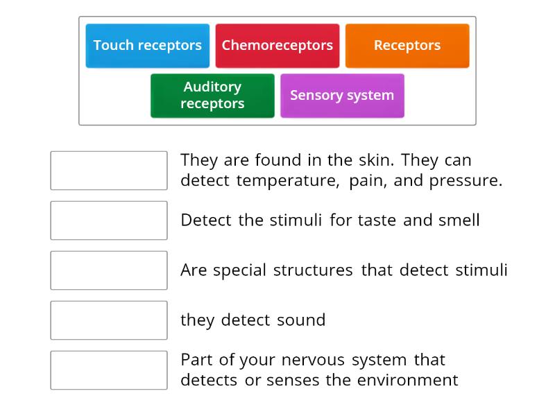 sensory system quiz - Match up