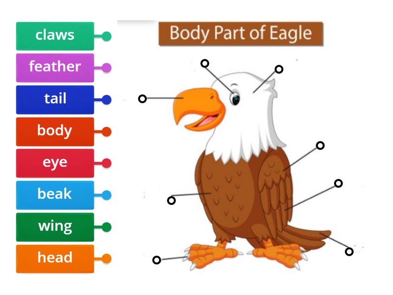 EW2 - P.106, 107: Eagle Body Parts - Labelled diagram