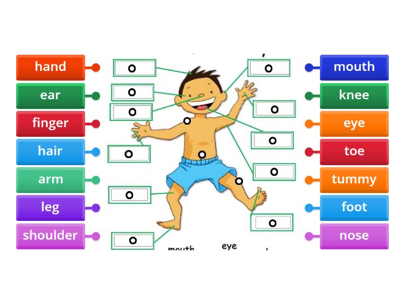 A1 - Body Parts - Labelled diagram