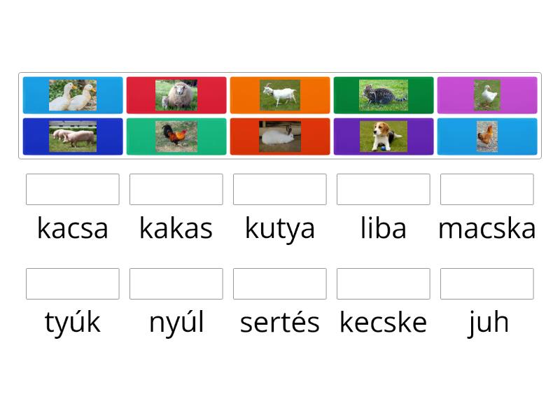 állatok - Match up