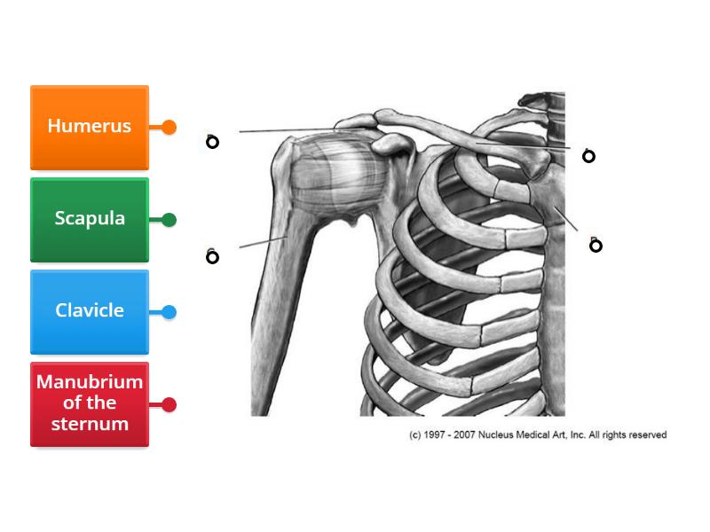 Bones of the shoulder & chest - Labelled diagram