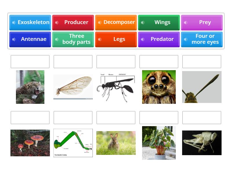 Insects - Match up