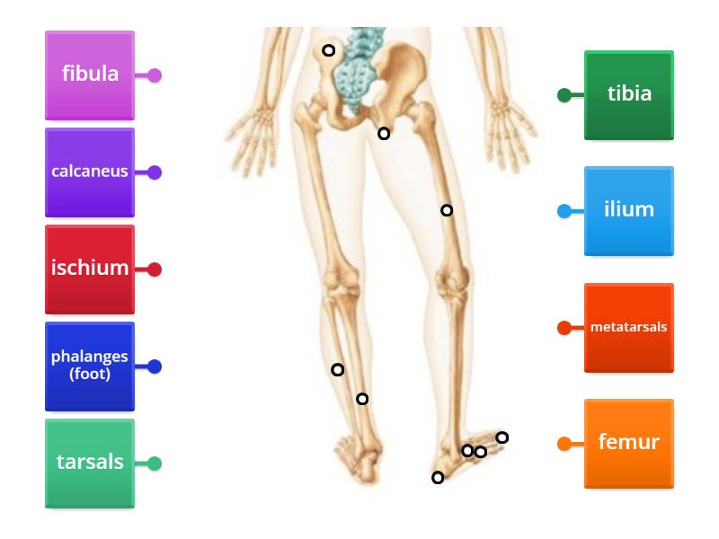 Appendicular Skelton - posterior (bottom) - Labelled diagram