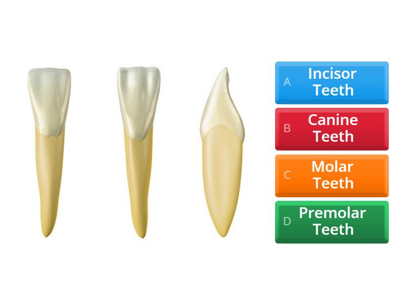 types-of-teeth-quiz