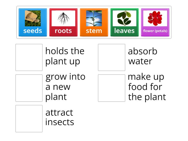 functions of parts of the plant Une las parejas