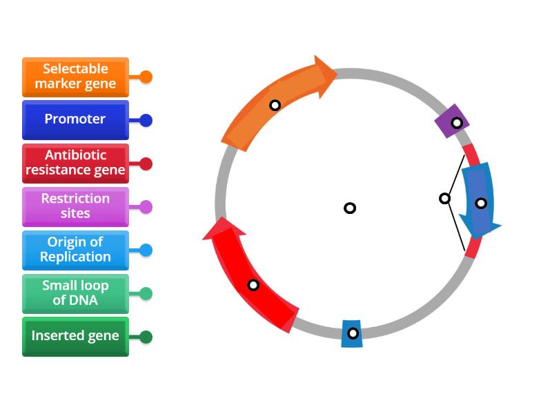 Plasmid parts - Labelled diagram