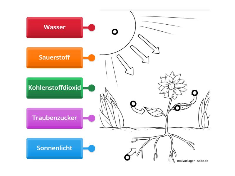 Fotosynthese Skizze beschriften - Labelled diagram