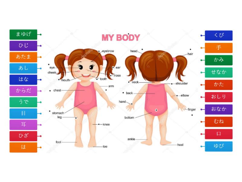 WOW 17 Body parts - Labelled diagram