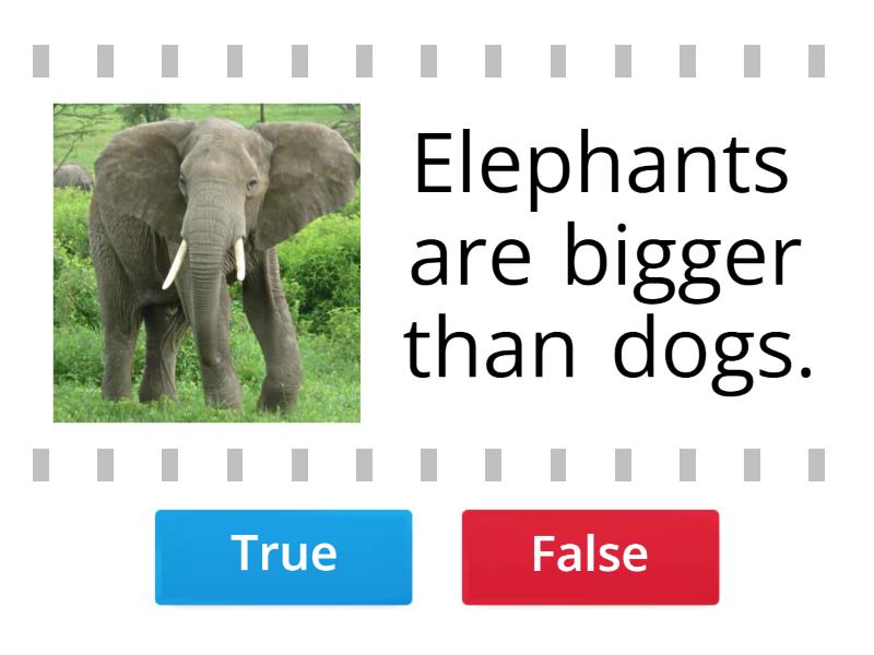 Degrees of comparison of adjectives + Animals - True or false