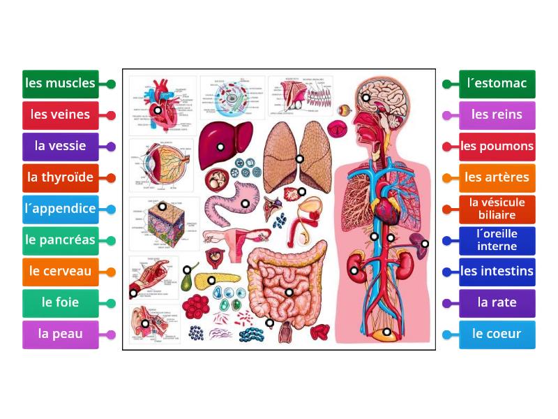 Les organes du corps humain - Labelled diagram