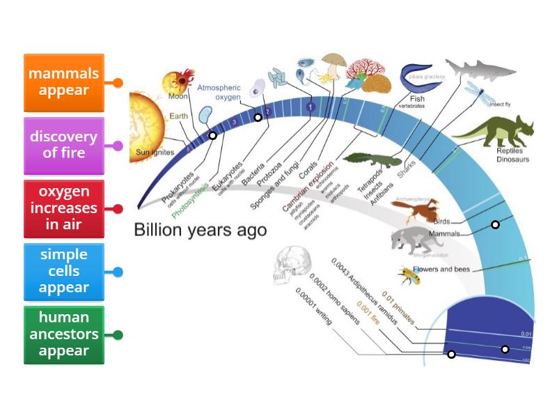 Evolution timescale - Labelled diagram