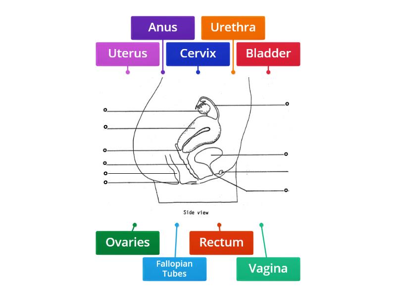 Female Reproductive System (side view) - Diagrama con etiquetas