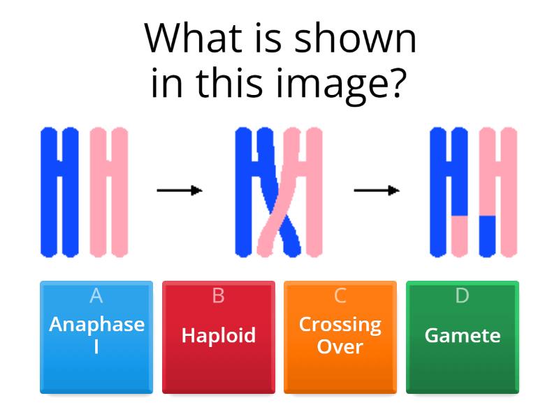 Mitosis/Meiosis Review - Quiz