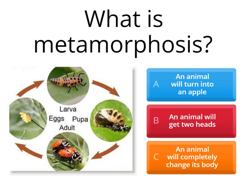 Metamorphosis Week 23 - Quiz