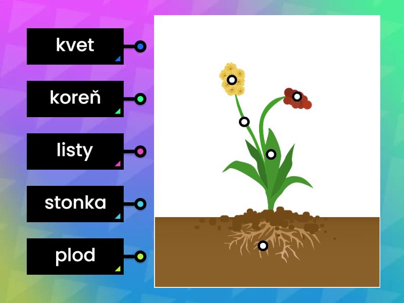 prvouka:rastlina - Diagrama con etiquetas