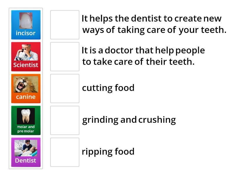 types-and-functions-of-teeth-match-up