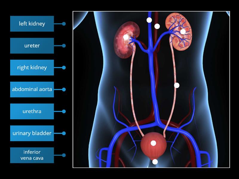 Urinary system - Labelled diagram