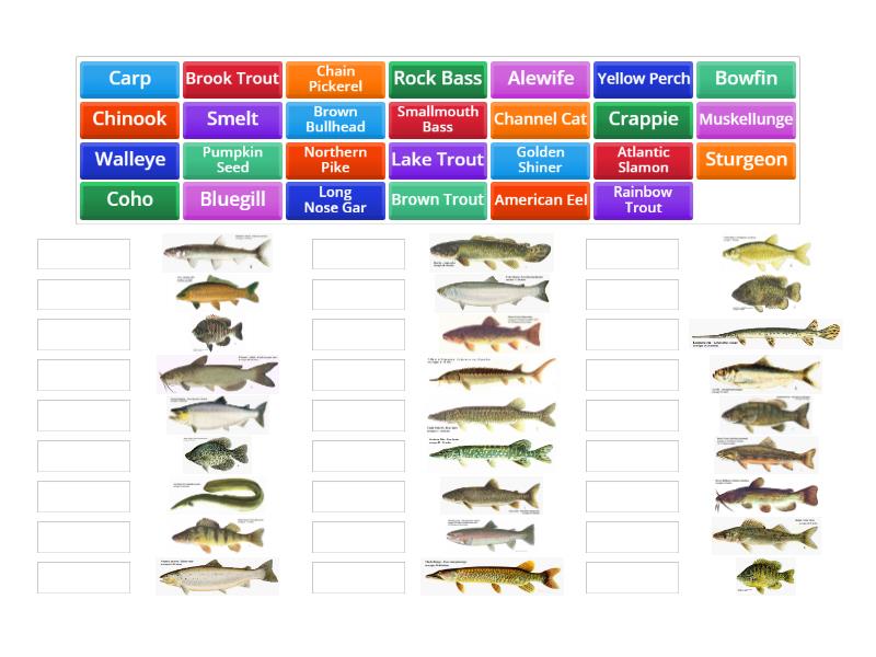 Fish Identification - Match up