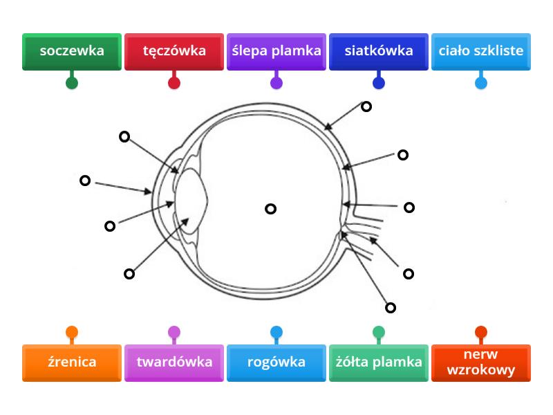 Budowa oka - Labelled diagram