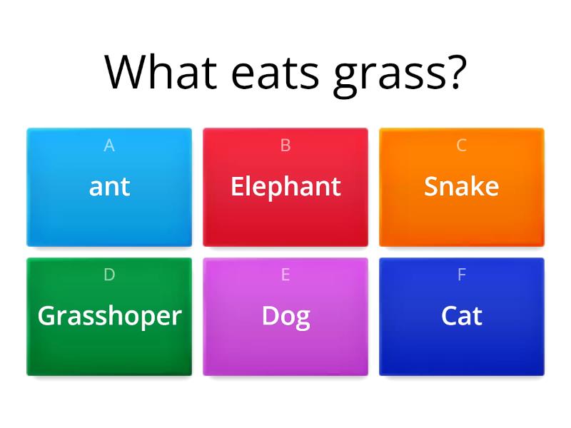 Food Chain - Quiz