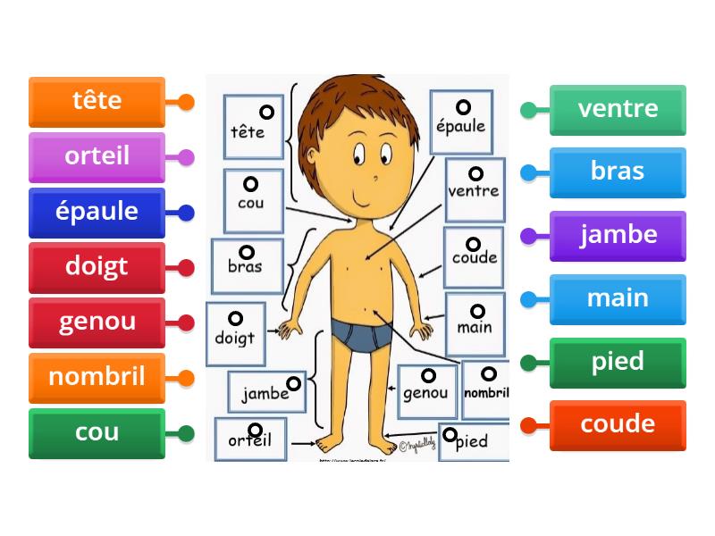 Vocabulaire: Parties du corps humain - Labelled diagram