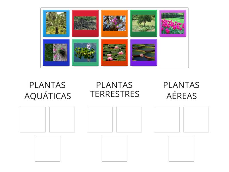 Plantas aquáticas, aéreas e terrestres - revisão - Classificação em grupos