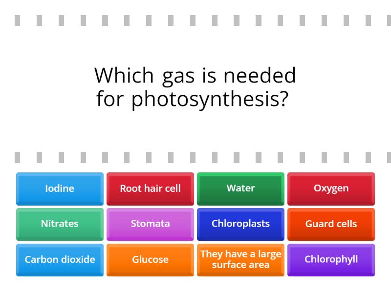 photosynthesis-quiz-find-the-match