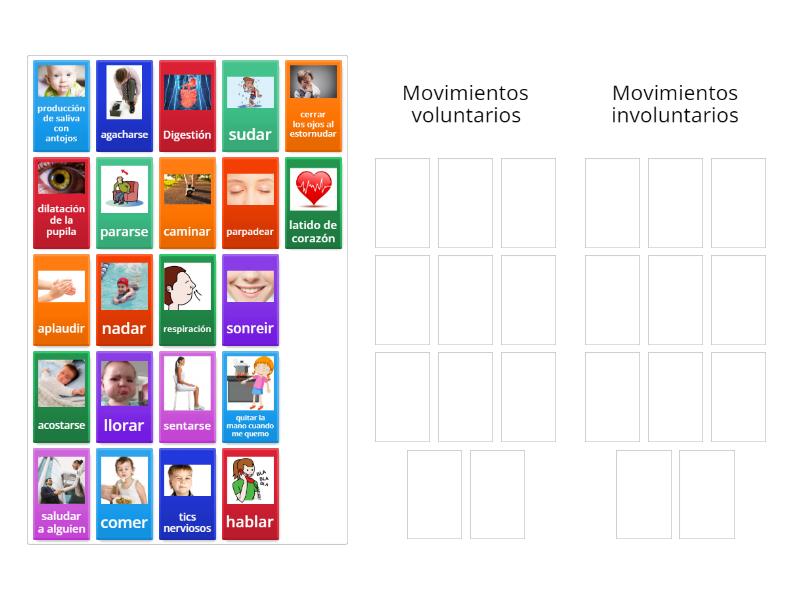 Movimientos voluntarios e involuntarios - Classificação em grupos
