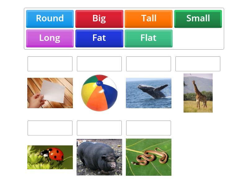 Adjectives Size And Shape Match Up