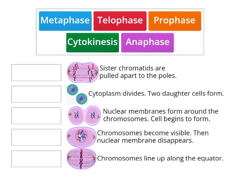 Mitosis - Match up