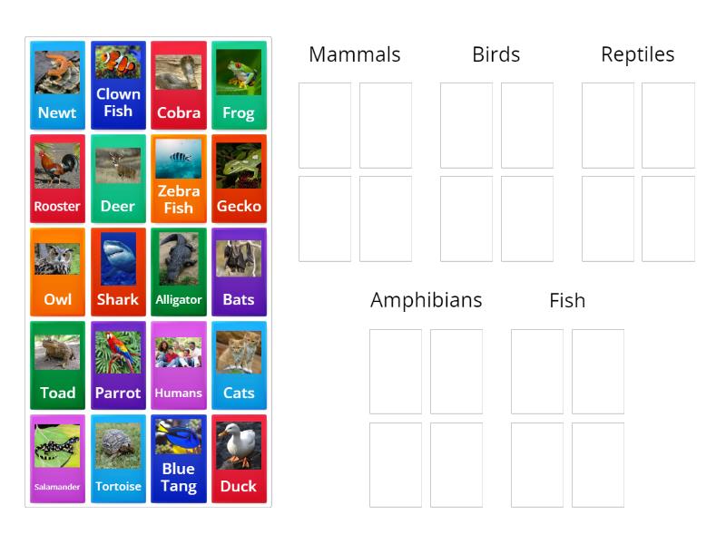 Mammals-Birds-Reptiles-Amphibians-Fish - Group sort