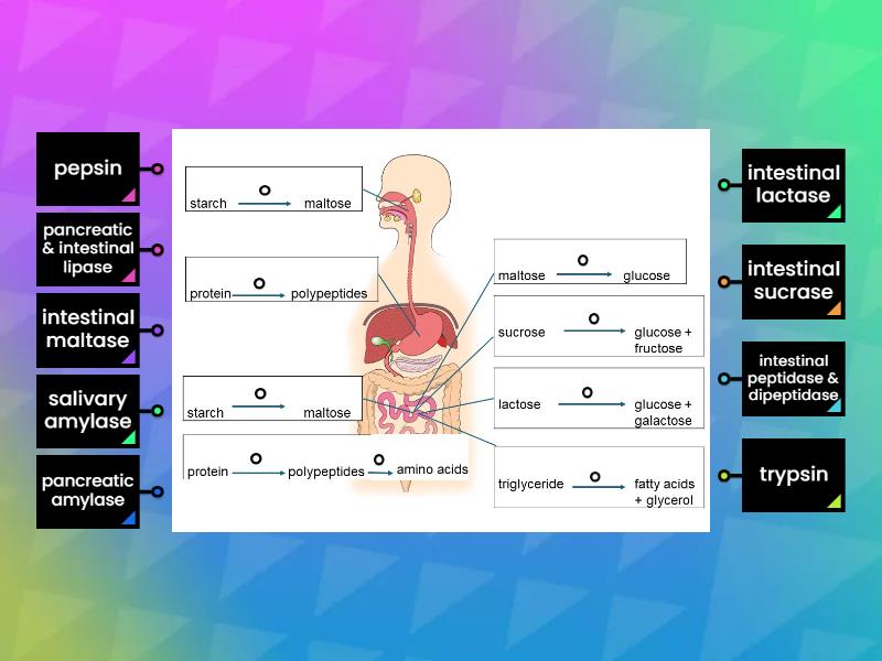 Topic 8 Digestive System - Labelled diagram