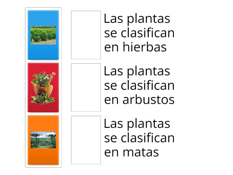 Clasificacion De Las Plantas Match Up 8038