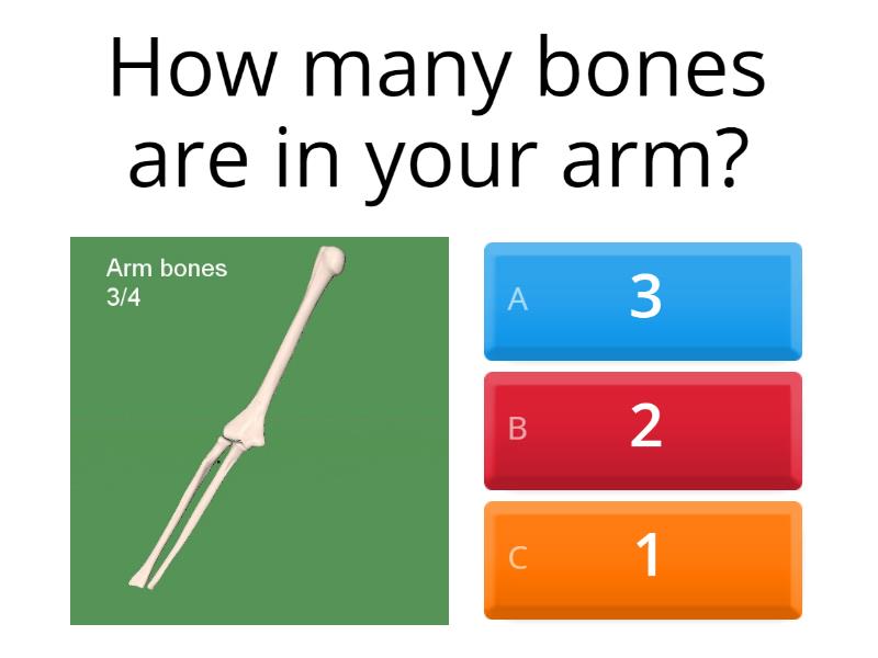 how-many-bones-quiz