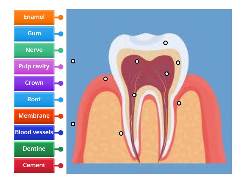 IGCSE Structure of a tooth Biology Diagrams
