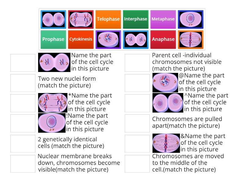 Cell Cycle Review - Match up