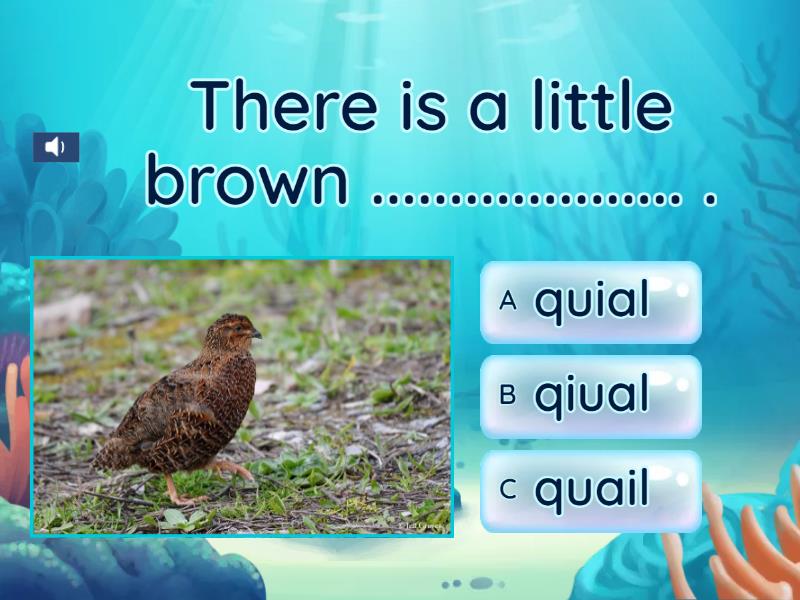 Unit 5: Quick, Little Quails - Phonics - 1D2 - Quiz
