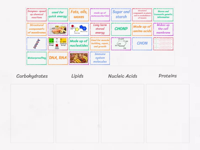 Biomolecules - Group sort