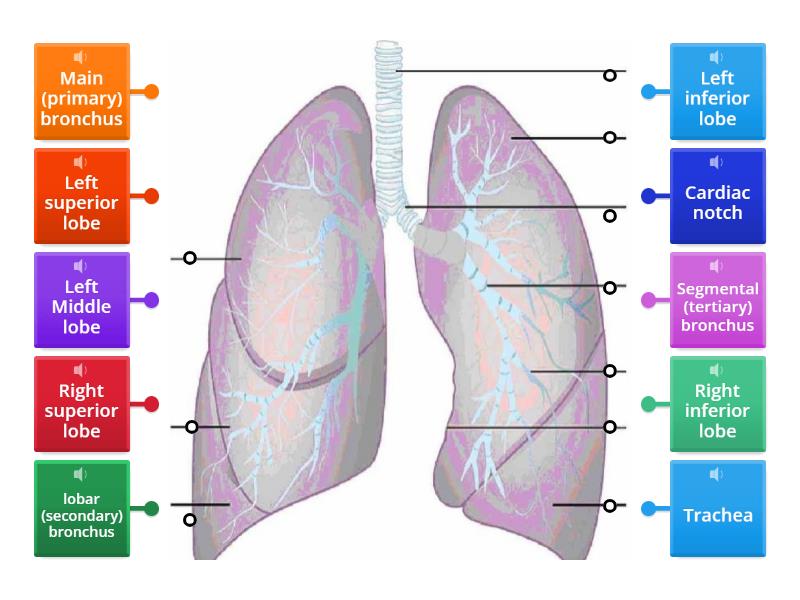 The lungs - Labelled diagram