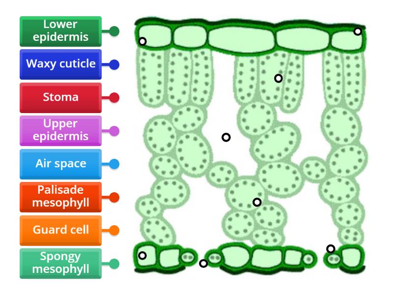 Gcse biology leaf diagram - Labelled diagram